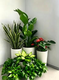 关于海曙花卉租赁公司选择的干货总结，建议收藏